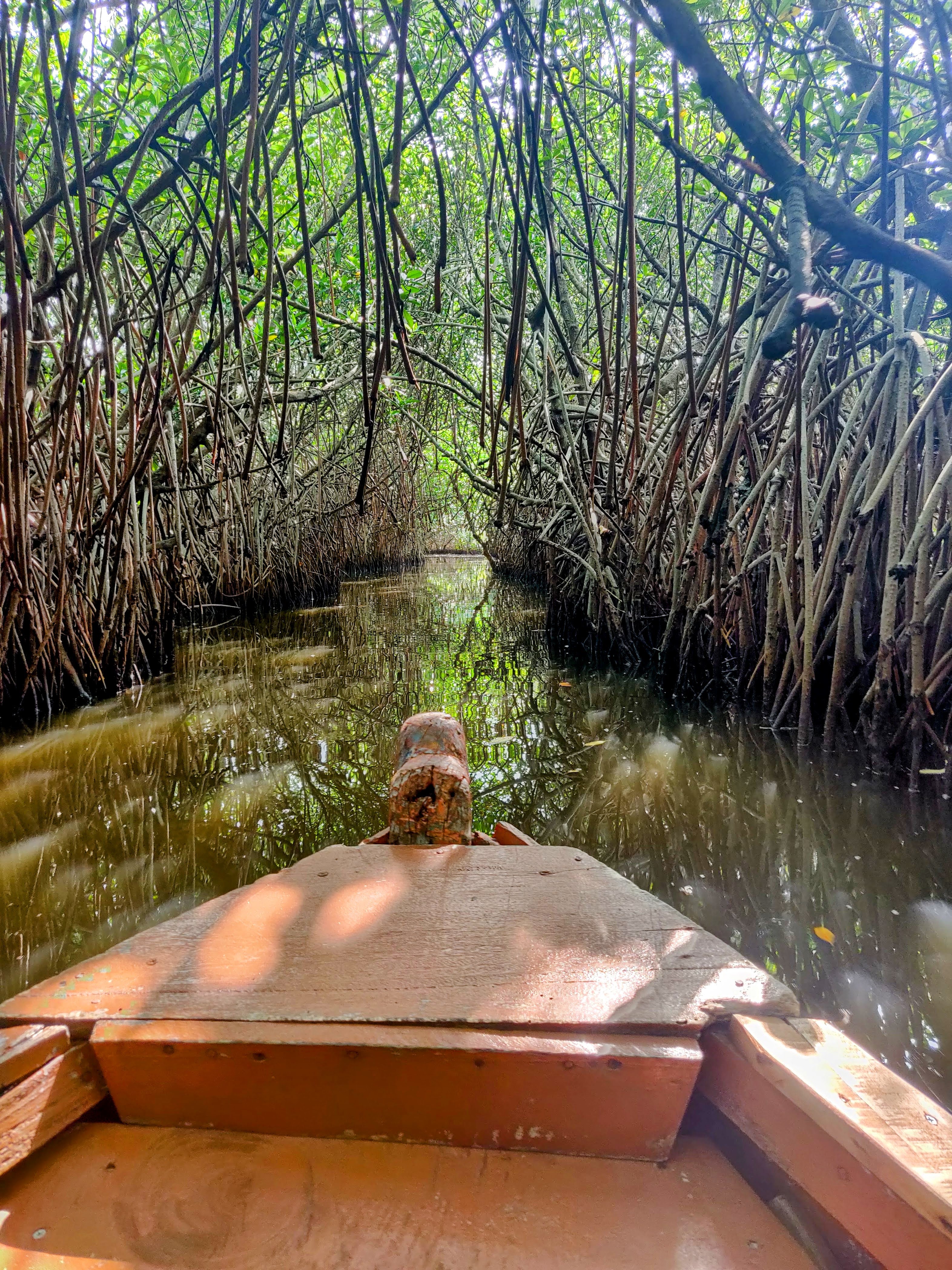 Pichavaram, through the mangroves
